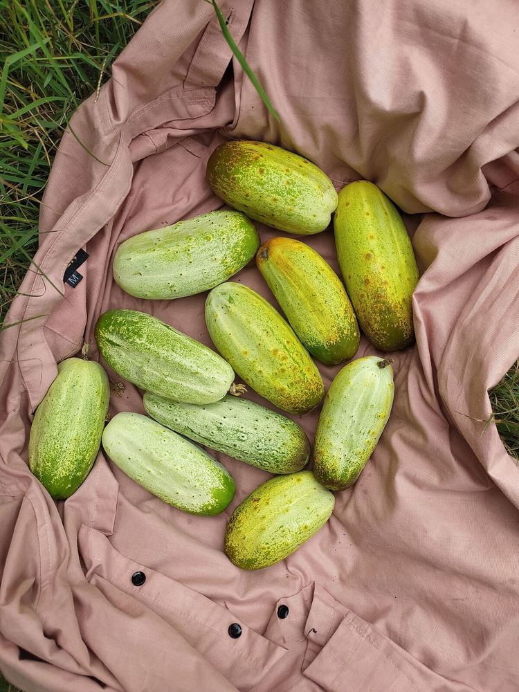 Cucumber (500g)